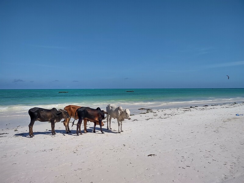 Pojeď s námi na Zanzibar ! Rehabilitačně – relaxační pobyt