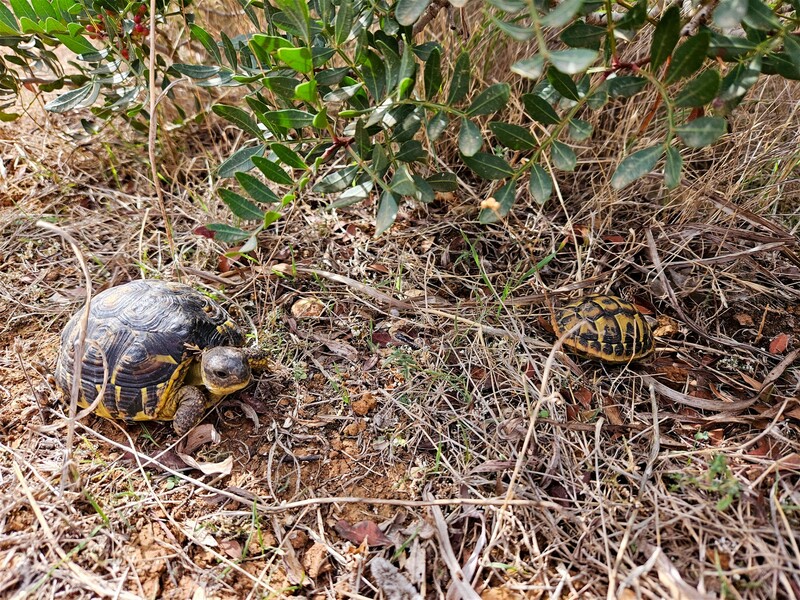 Mallorka se vším všudy