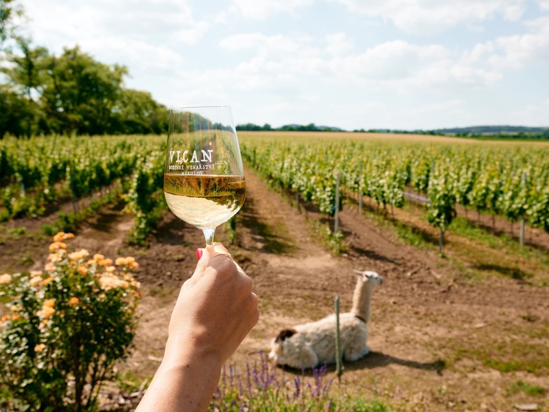 Na den vinařem: Od degustace vína po výrobu korbáčků