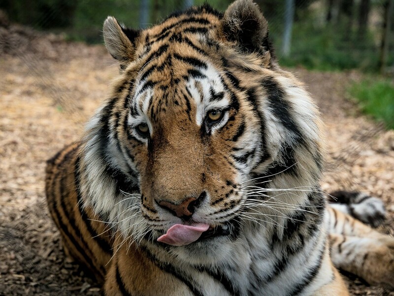 Zážitková noc v zoo