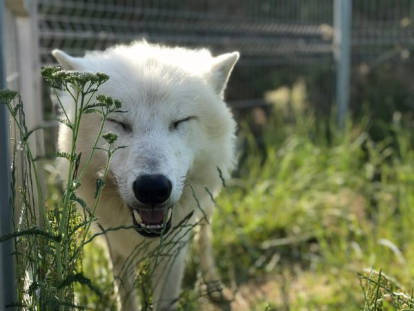Ošetřovatelem v zoo na jeden den | zážitkový poukaz