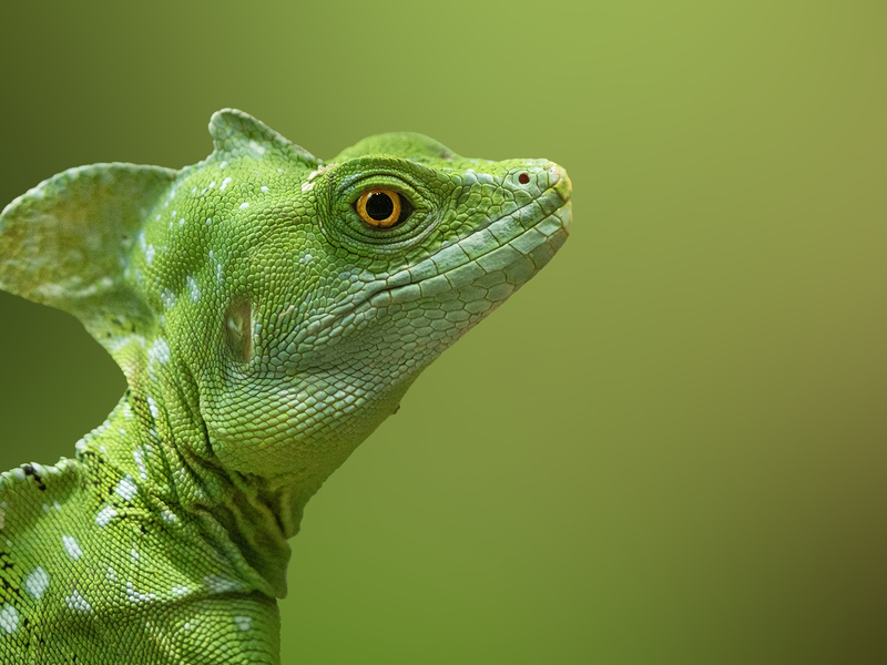 Zážitek - Kurz fotografování zvířat v zoo Zážitky Olomoucký kraj: Od adrenalinu po pohodu