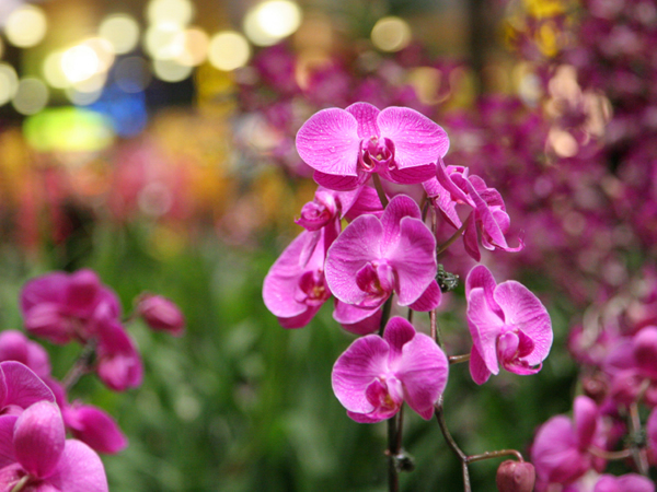 Mezinárodní výstava orchidejí, velikonoční trhy a novoroční výprodeje pro 1 osobu včetně dopravy.