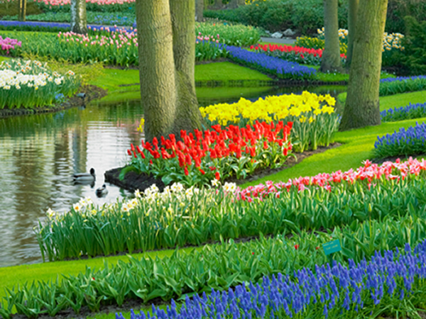 Jarní zájezd pro 1 osobu za tulipány do Holandska na 1 den. Keukenhof, Amsterdam, větrné mlýny aj.